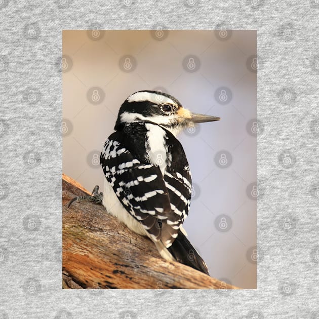 Hairy Woodpecker, bird, North American Bird, Songbird, Backyard Bird by BirdsnStuff